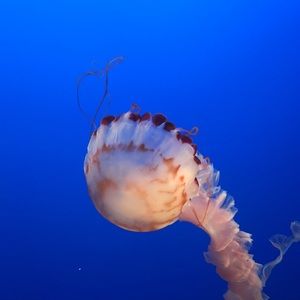 Meet your Posher, Nate